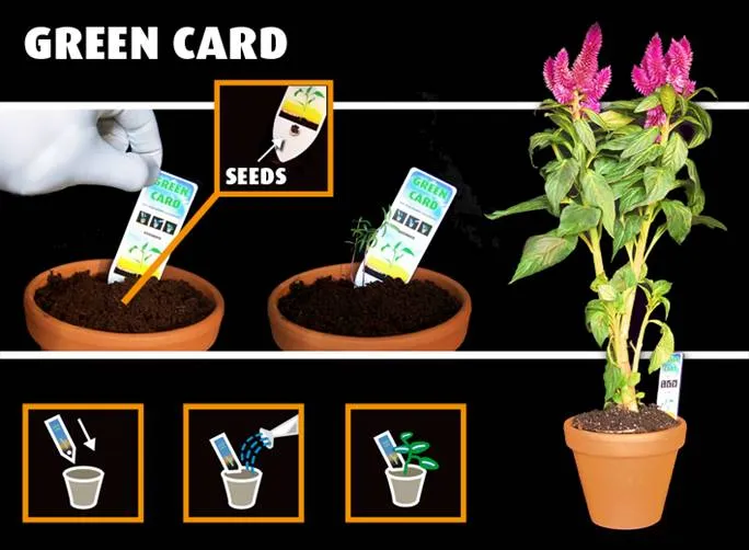 Bedrukte groeikaart in een bloempot met Celosia