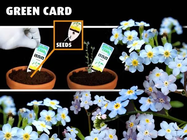 Bedrukte Greencard in een potje met ontkiemende vergeet-mij-nietjes