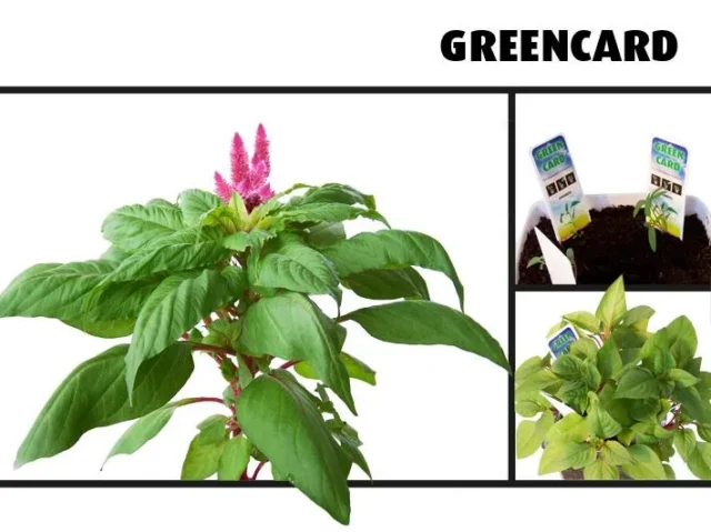 Greencard kaartje met zaadjes in potgrond