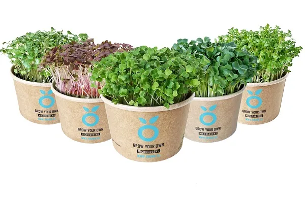 Kweekset met drie cups cress