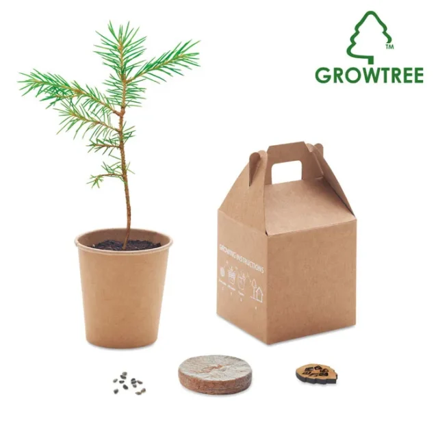 Growtree met pijnboomzaden