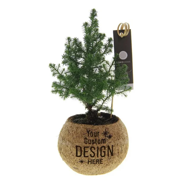 Kleine Kokodama met een kerstboompje