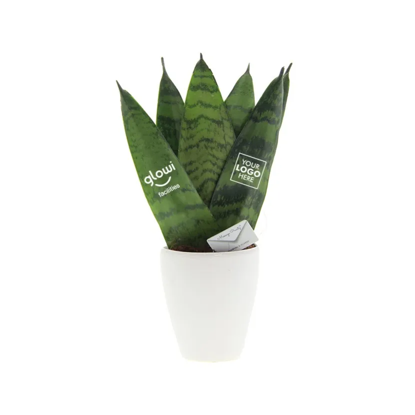 Sansevieria met bedrukt blad