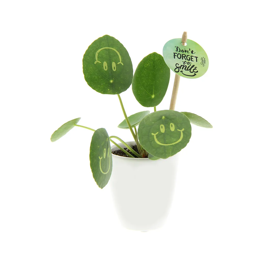 Smylieplant pannenkoekplant