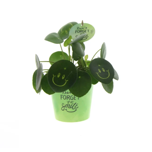 Smylieplant pannenkoekplant