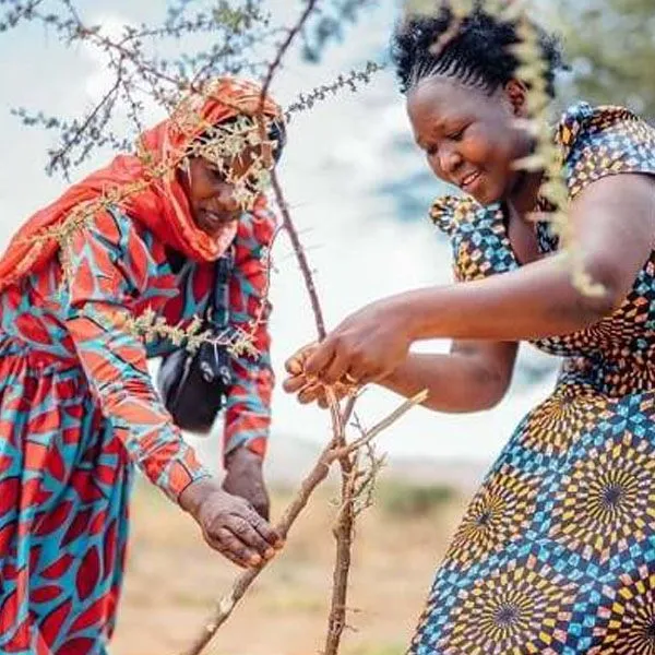Treebytree digitale cadeaubon voor een boom in Afrika